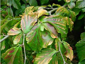 Persian ironwood on Holford Ride