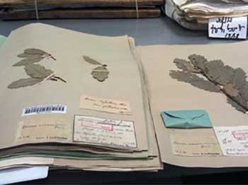 Studying herbarium samples