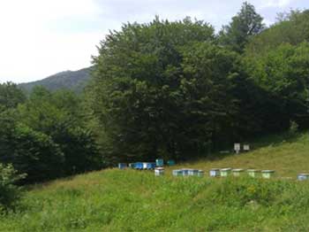 Flowering trees are used across the country to support bee-keeping