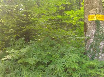 Young Abies nordmanniana, Fagus orientalis and Rhododendron luteum in the Racha region