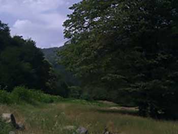 Carpinus betulus in the Caucasus mountains