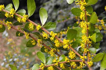 Dendrologist Dan's spring stunners: Azara microphylla