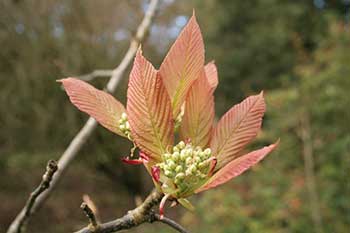 Dendrologist Dan's spring stunners!