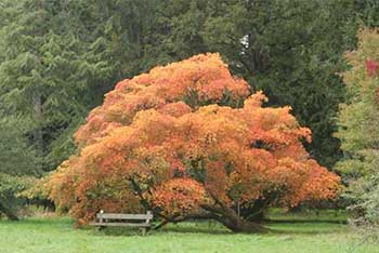 Autumn Colour Watch: what a difference a week makes