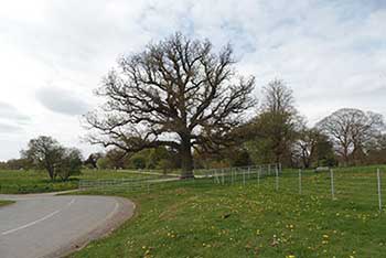 Veteran Tree Fencing