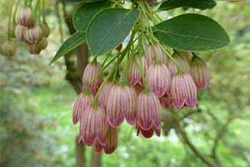 Dendrologist Dan's spring stunners: eye-catching Enkianthus