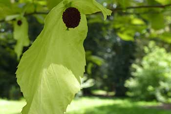 Dendrologist Dan's spring stunners: Davidia involucrata