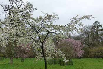 Dendrologist Dan's spring stunners: cheerful cherries