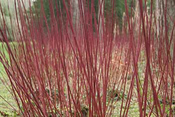 Autumnal highlights: how to teach old dogwood new tricks