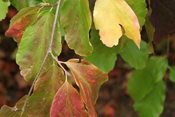 Autumnal highlights: Prepare to stop at the traffic light tree