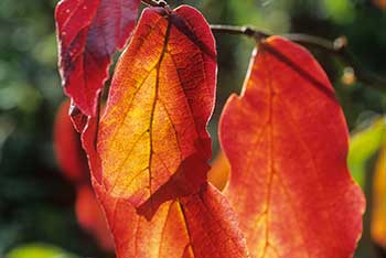 Autumn in the archives