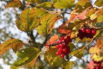 Autumn: looking forward to a gorgeous few weeks