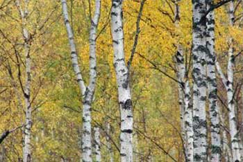 Tree Champions: Cycling