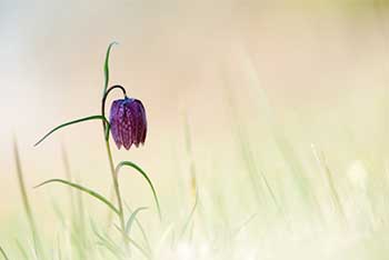 Spring Colour Watch Blog: Bluebells!