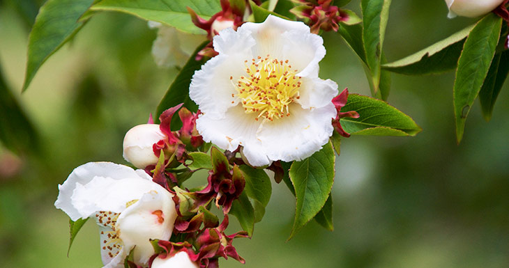 Stewartia rostrata