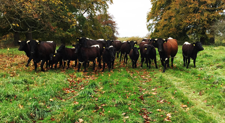 Here come the CATTLE!