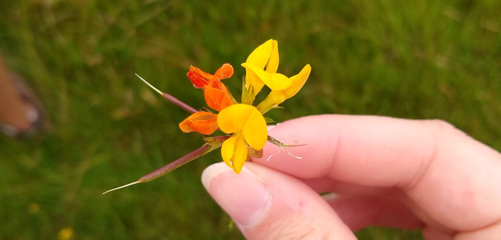 Colourful wildflower found during a guided walk