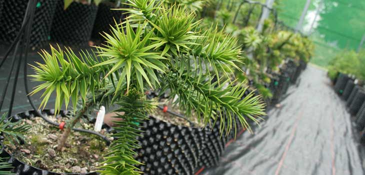 Potted monkey puzzles