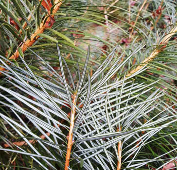 Underside of the needles with a showy silvery white colour