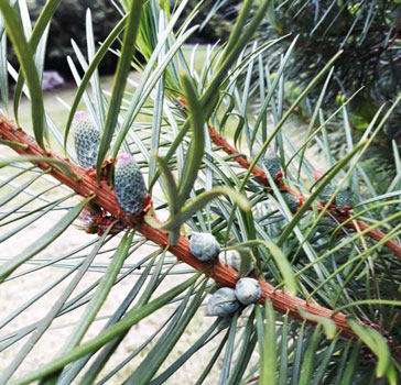 This season’s male/pollen cones at the top part of the branchlet and last year female cones (female/seed cones take 2 seasons to develop) at the bottom part of the branchlet