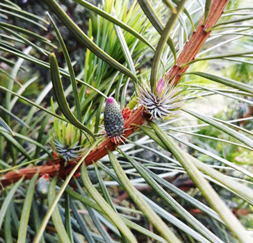 This season newly forming female/seed cone at the top part of the branchlet and the male/pollen cone lower down