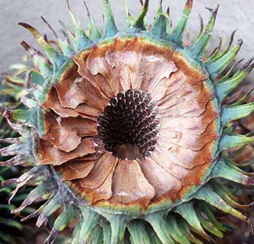 Close look at the inside of the female seed cone with seeds and seed scales