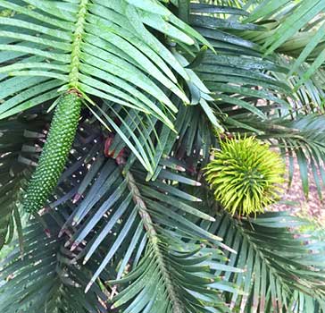 Plant at RBG Kew: Detail of foliage and a male pollen cone on the left and an immature female seed cone on the right (this this female cone’s 1st year, they ripen in the 2nd season)