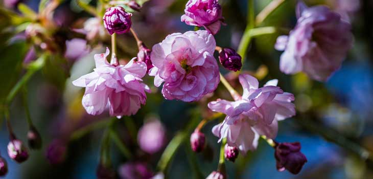 Seasonal spring trail at Westonbirt