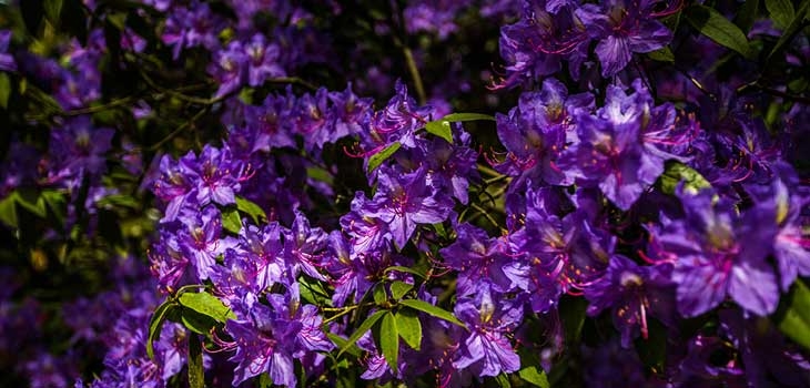 Westonbirt rhododendron