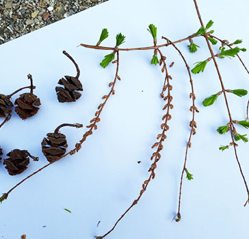 Last year's mature female seed cones on the left, twig with emerging new leaves and male pollen cones ‘catkins’ on the right