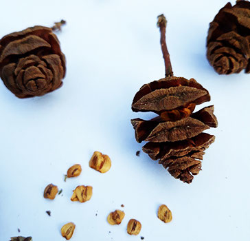 Detail of last year female cone producing viable seeds