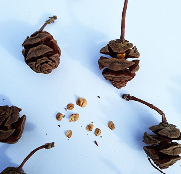 Detail of last year female cone producing viable seeds