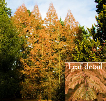 Dawn redwood in autumn