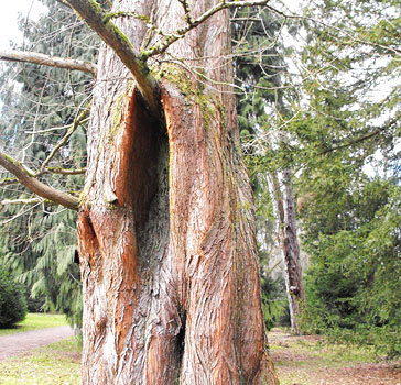 Dawn redwood bark