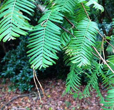 Dawn redwood up-close