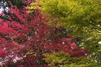 Conserving a Mexican maple