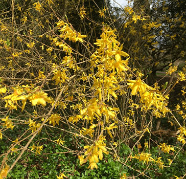 Korean Forsythia (Forsythia ovata) near Specimen Avenue