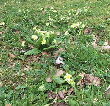 Primroses (Primula vulgaris) on Waste Bank