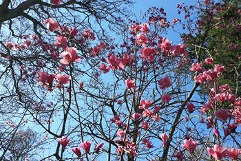 Spring highlight: Long may she bloom!