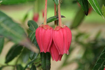 Hummingbirds and lantern trees