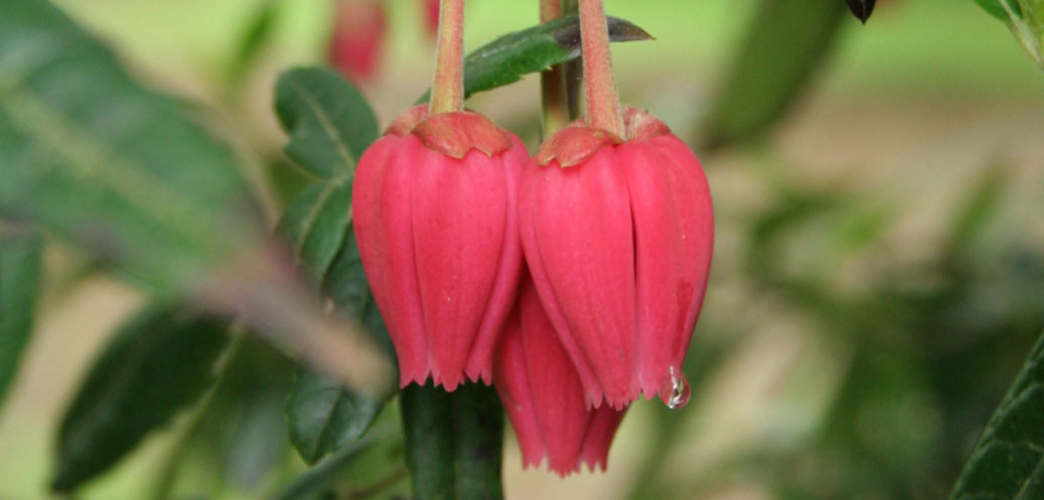 Chilean lantern tree