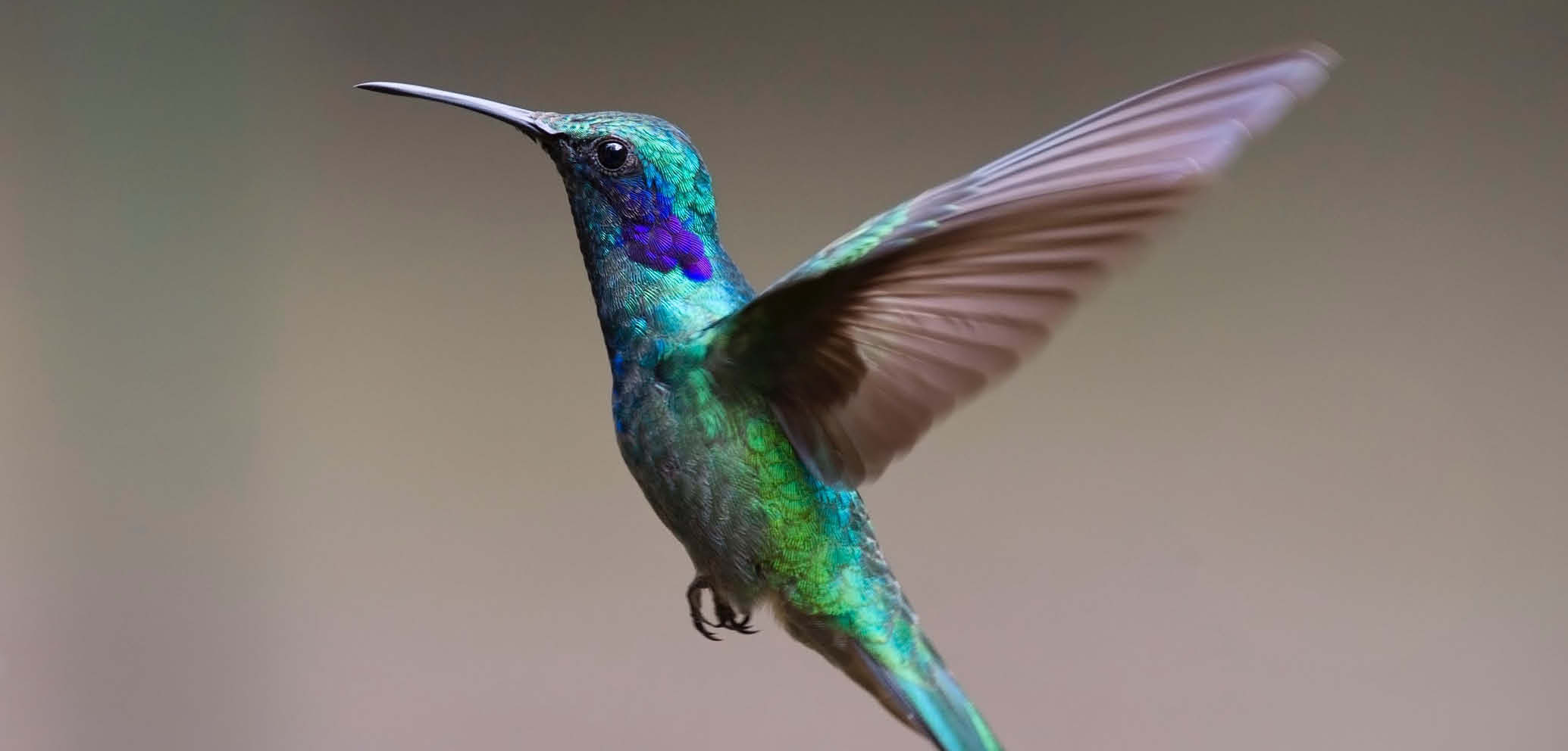 Hummingbirds feed on lantern trees in the wild