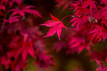 Maples turning red