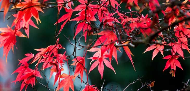 Maples turning red: A new red list of threatened maples is published 