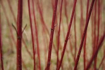 Winter highlights: Dogwood