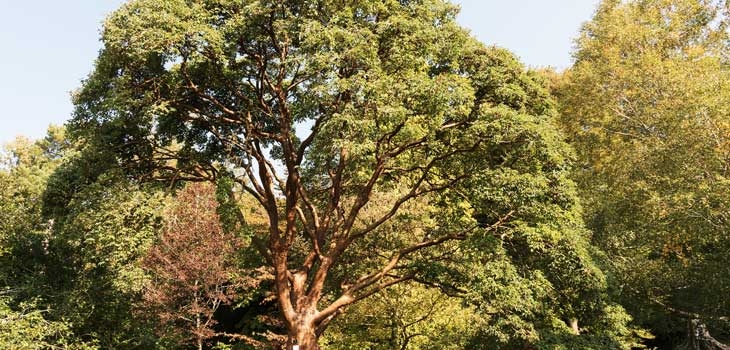 Paperbark maple