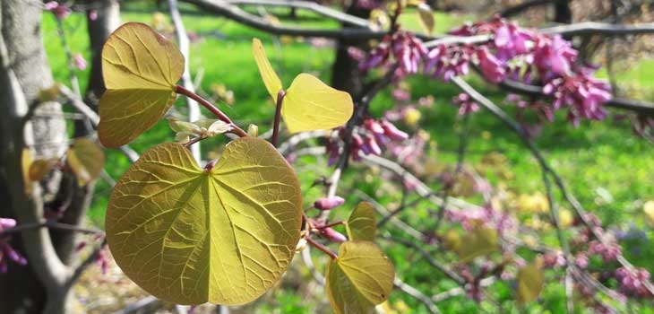 Heart shaped leaves of a Judas tree