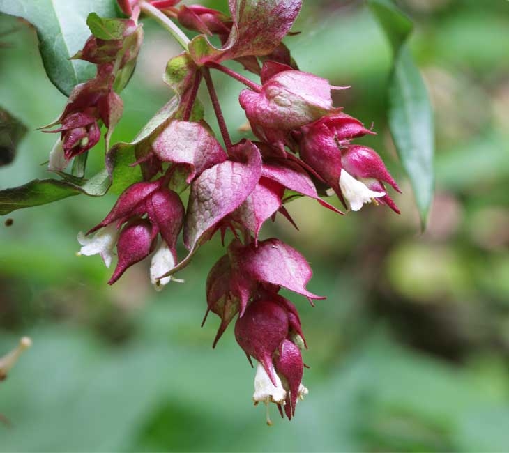 Pheasant berry