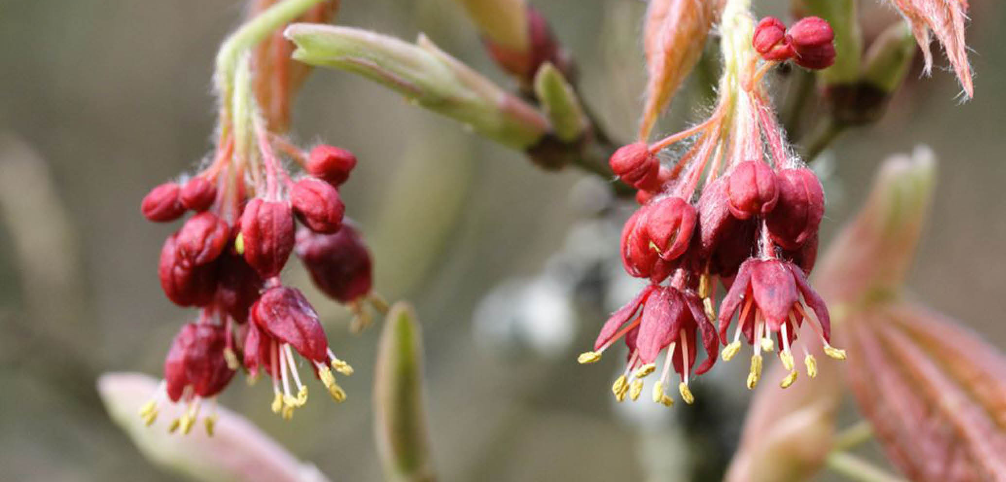 Acer japonicum ‘Vitifolium’