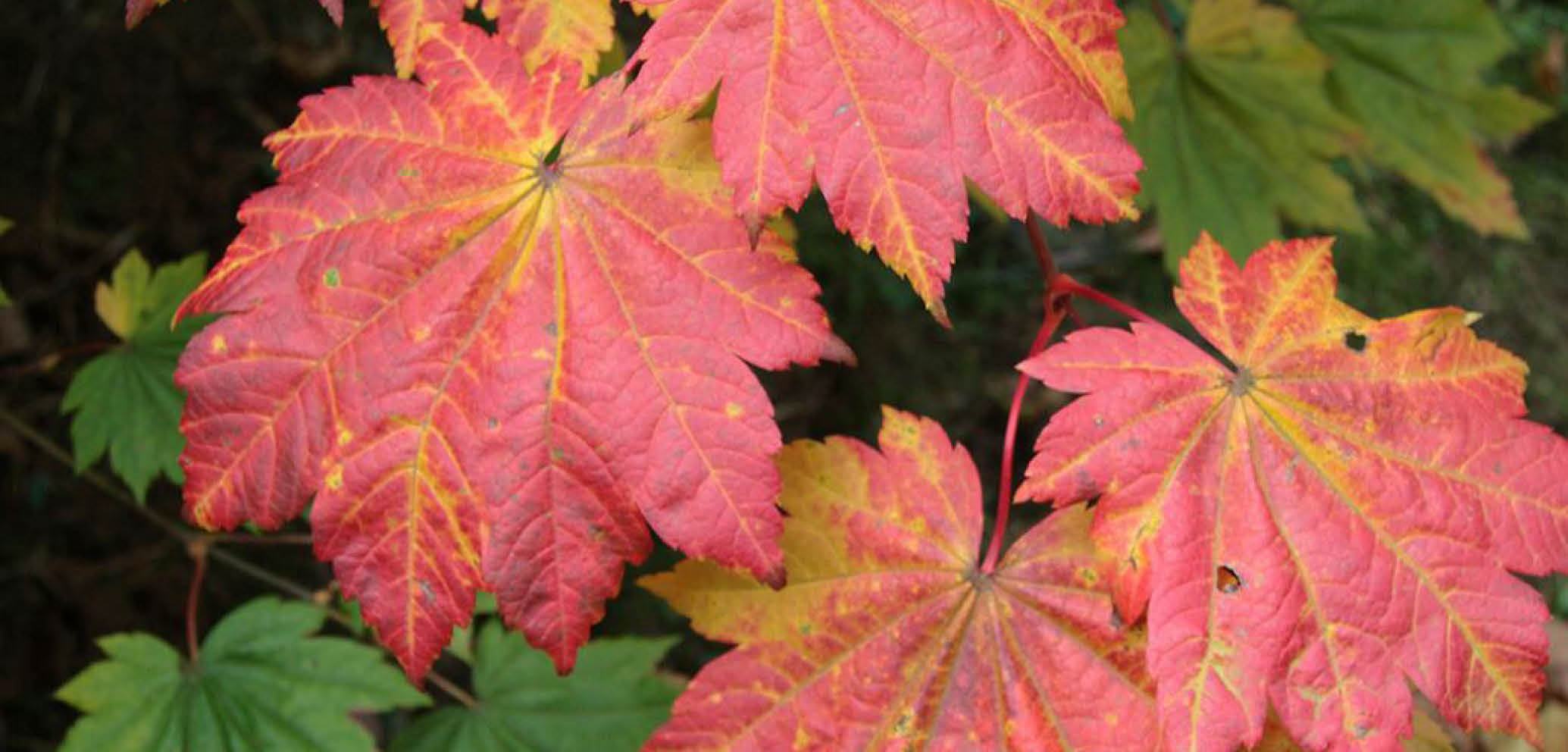 Acer japonicum ‘Vitifolium’